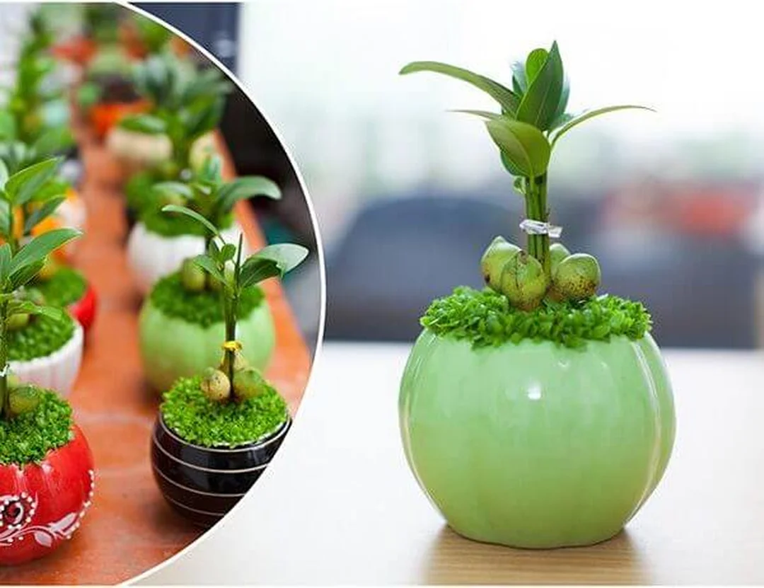 mệnh thổ hợp cây gì với cây may mắn để bàn làm việc