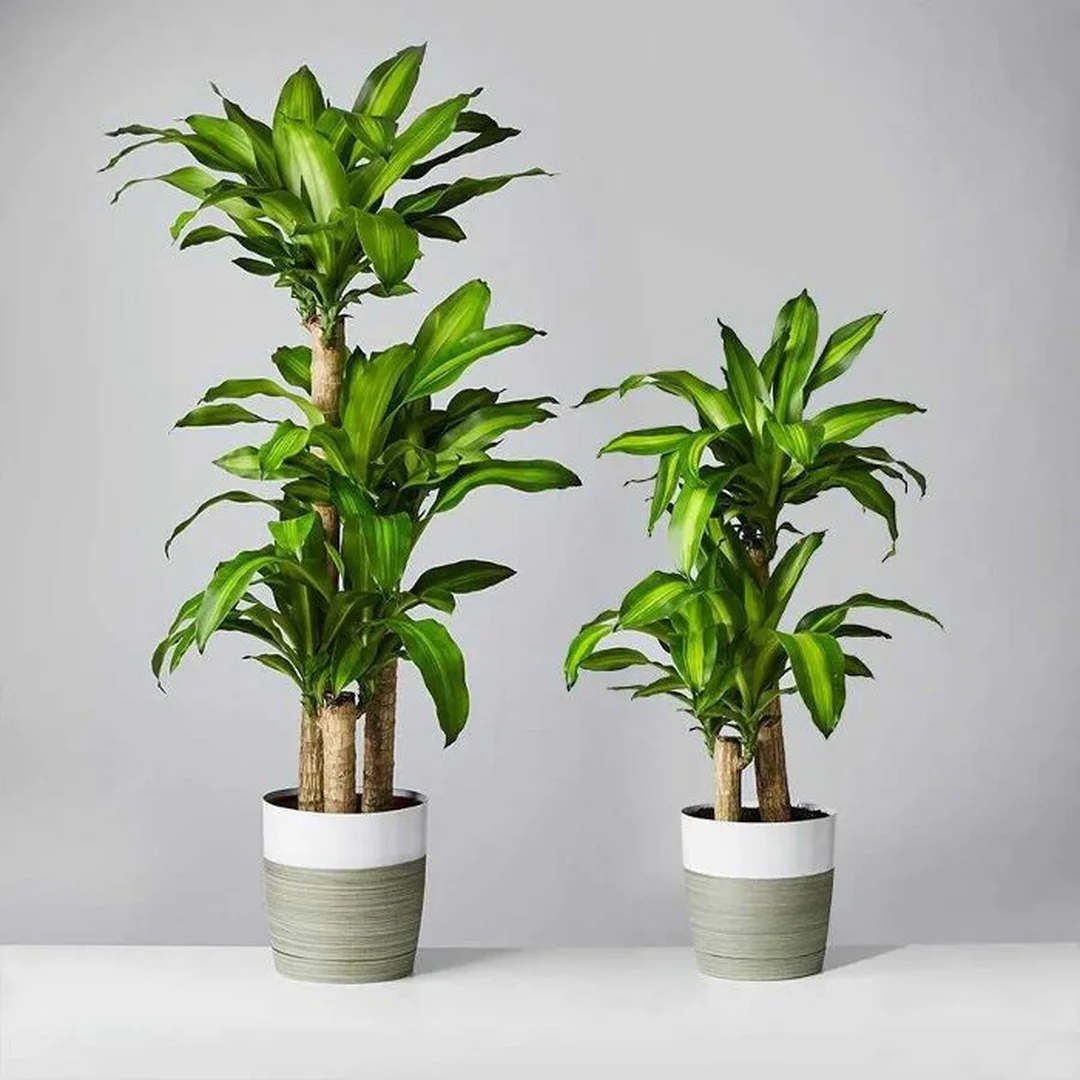 mệnh thổ trồng cây gì để tránh sai lầm khi chọn cây trong nhà
