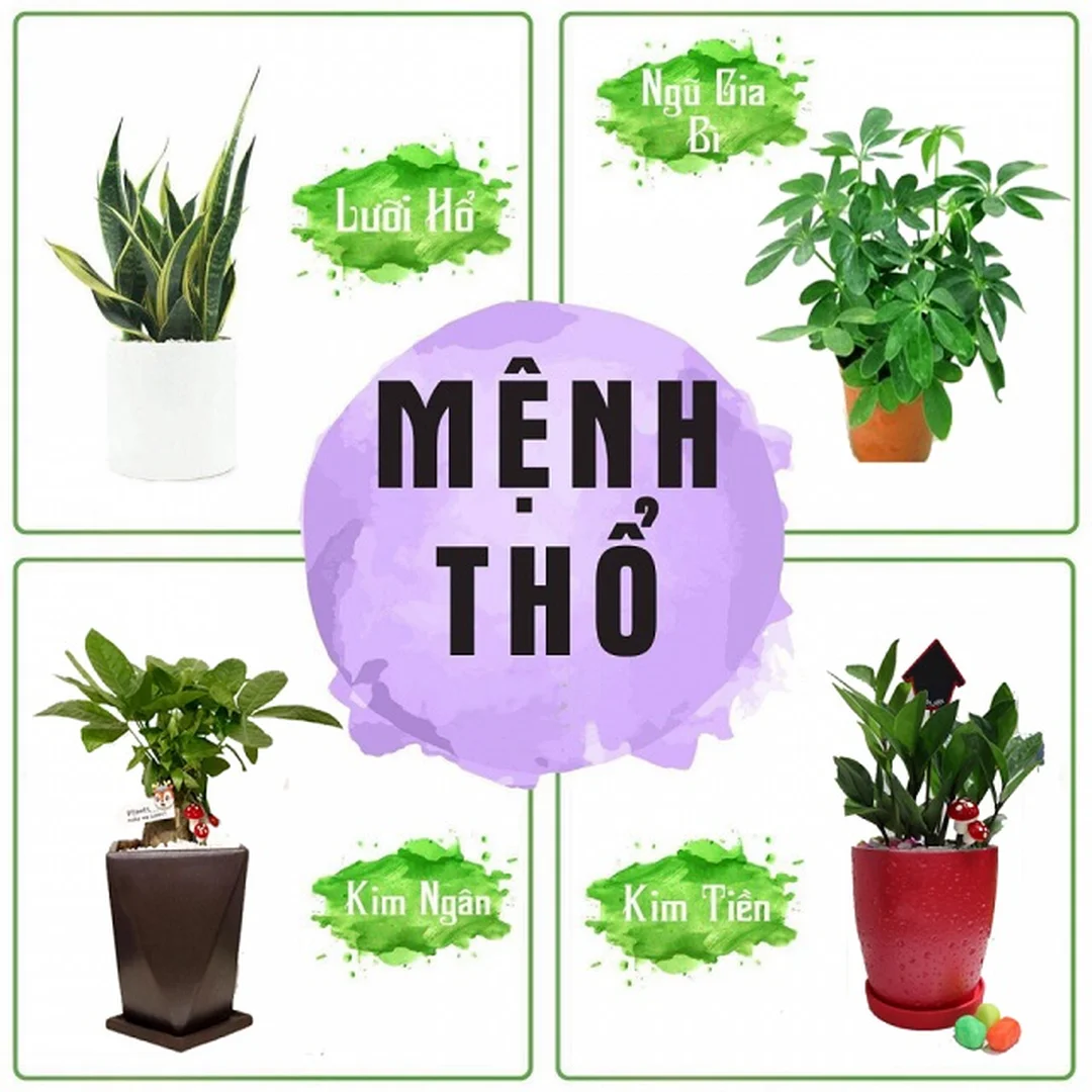 mệnh thổ trồng cây gì dựa theo màu vàng nâu đỏ hợp ngũ hành