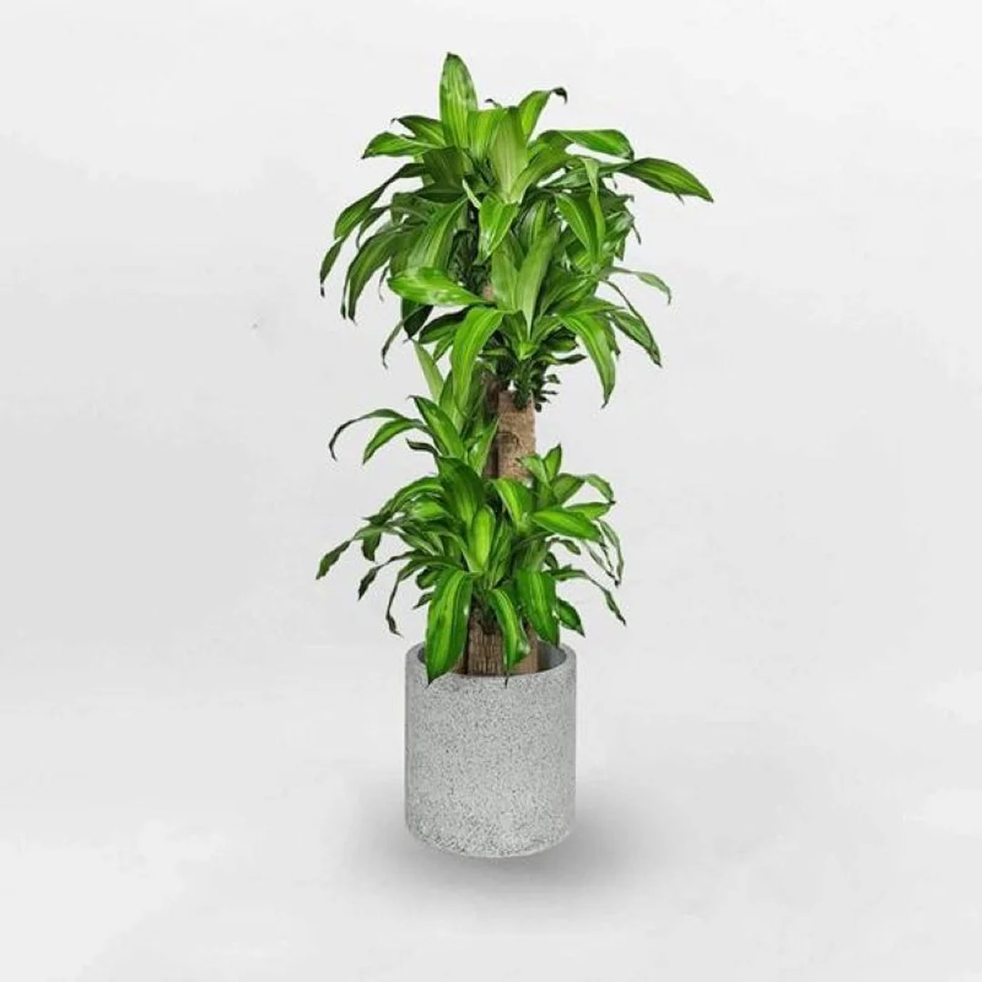 mệnh thổ trồng cây gì trong nhà để hút tài lộc và dễ chăm