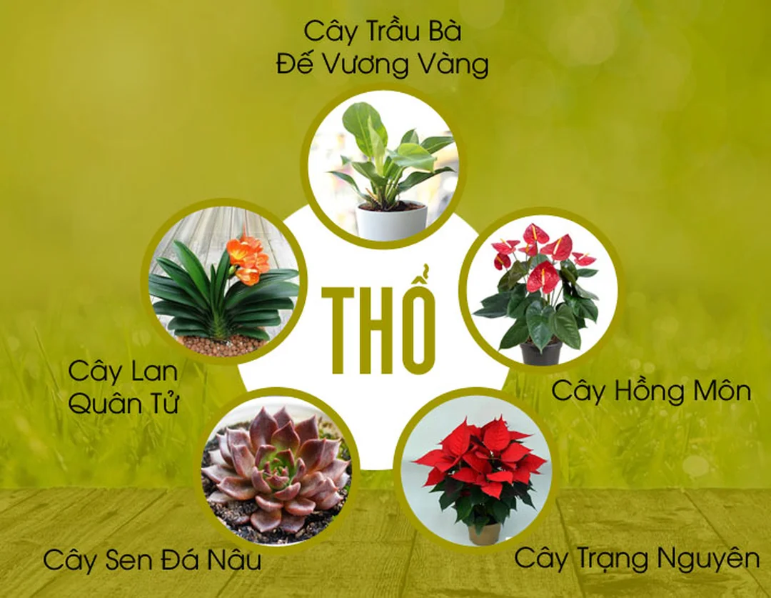 mệnh thổ trồng cây gì trong phòng khách và bàn làm việc