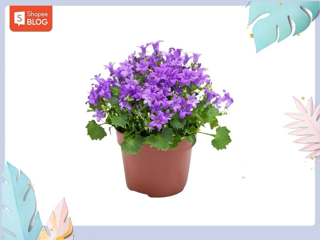 mệnh thủy hợp hoa gì với hoa trắng và xanh dương