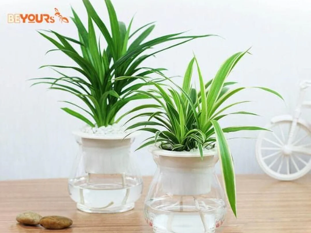 Chọn chậu và cây phong thủy cho mệnh Thủy trước nhà mệnh thủy nên trồng cây gì trước nhà trong chậu trắng xanh