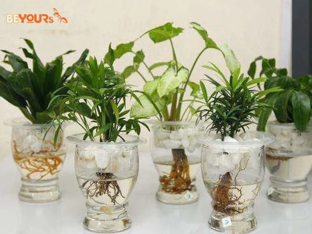 Những loại cây mệnh Thủy nên cân nhắc trước khi trồng mệnh thủy nên trồng cây gì trước nhà và cây cần tránh