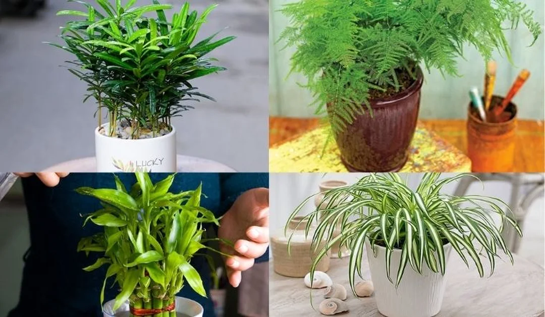 Cây hợp mệnh Thủy có lá xanh trắng mệnh thủy nên trồng cây gì trước nhà với cây lá xanh trắng
