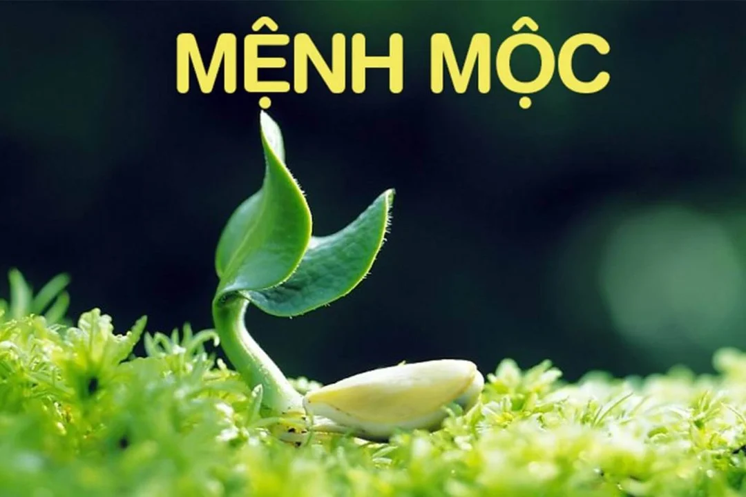 Minh họa mệnh Mộc là gì khi xem theo năm sinh và nạp âm