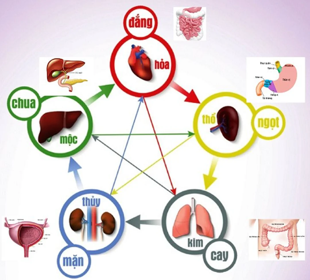ngũ hành tương sinh diện chẩn và bảng màu thực hành