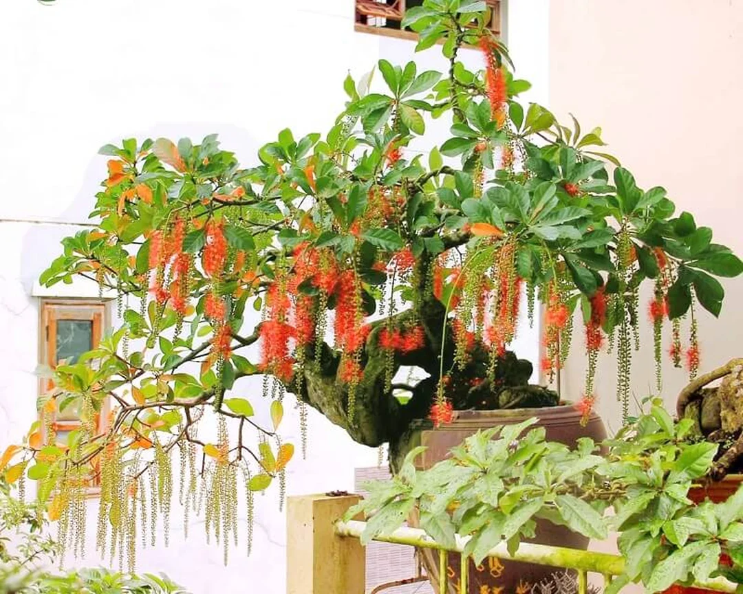 Vị trí trồng cây hợp mệnh Hỏa trước nhà người mệnh hỏa nên trồng cây gì trước nhà ở cổng hiên và sân nhỏ