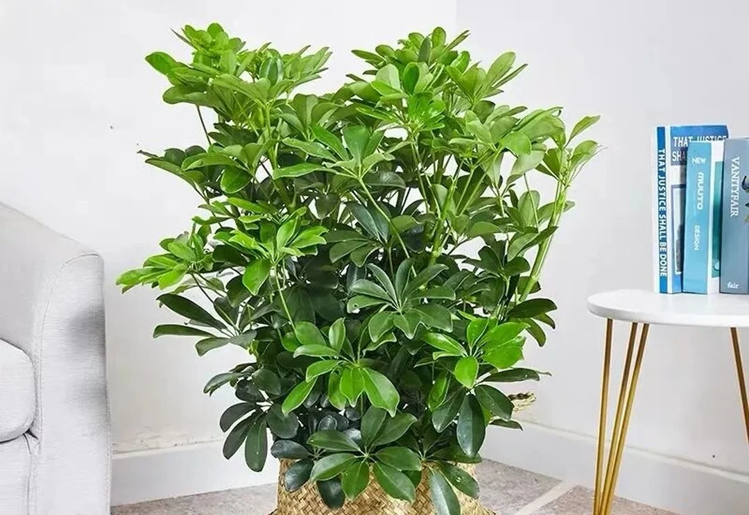 Câu hỏi thường gặp về cây hợp mệnh Hỏa trước nhà người mệnh hỏa nên trồng cây gì trước nhà trong các câu hỏi thường gặp