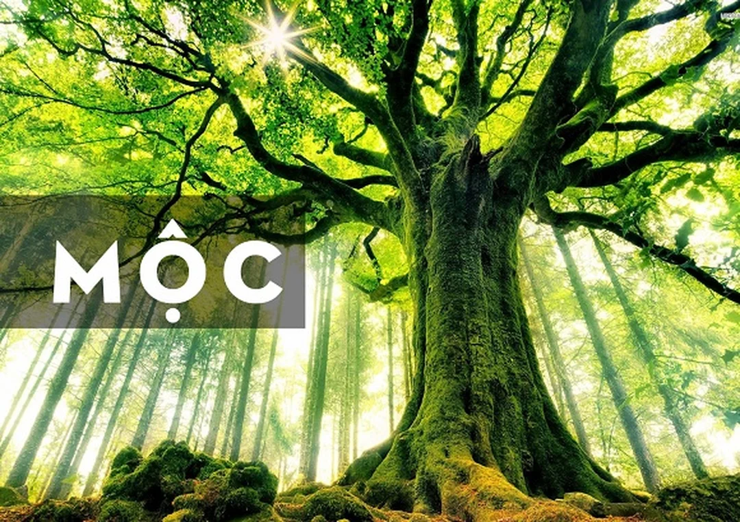 người mệnh mộc đặt cây phong thủy mệnh mộc trong nhà