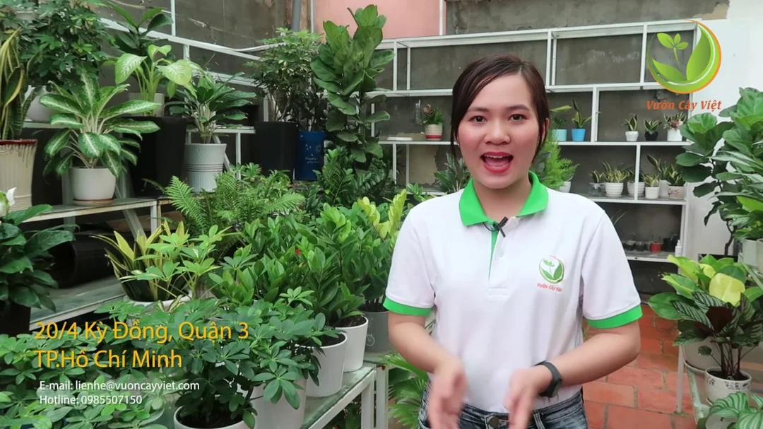Người mệnh Thủy thích hợp chưng cây gì