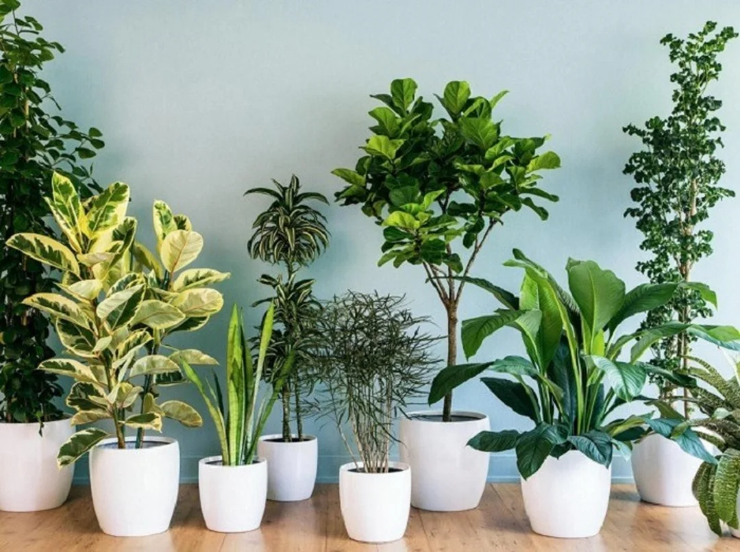 Phòng khách và bếp cần sáng thoáng những điều kiêng kỵ trong phong thủy nhà ở tại phòng khách và bếp