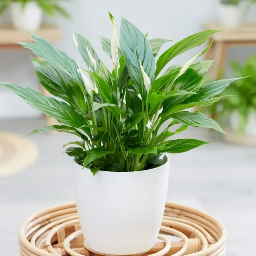 Cây bạch mã hoàng tử hợp nữ mệnh Kim nữ mệnh kim trồng cây gì trong nhà với cây bạch mã hoàng tử gân trắng