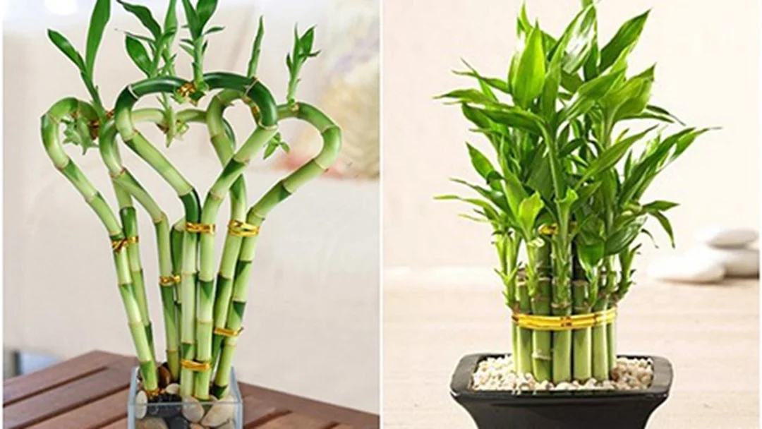Bố trí phòng hợp phong thủy nhà ở tuổi Đinh Mão phong thủy nhà ở tuổi Đinh Mão với cây xanh trong nhà