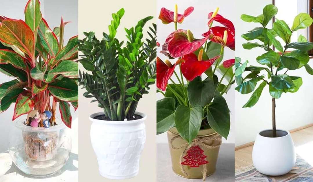 sai lầm khi chọn cây phong thủy mệnh mộc