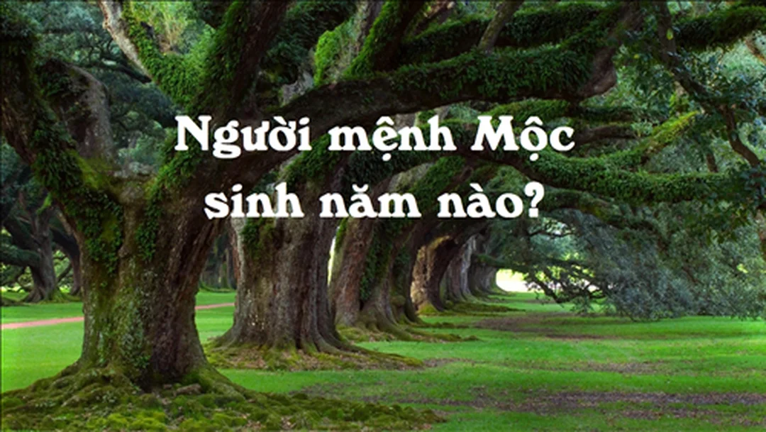 sai lầm khi tự tra mệnh mộc sinh năm nào