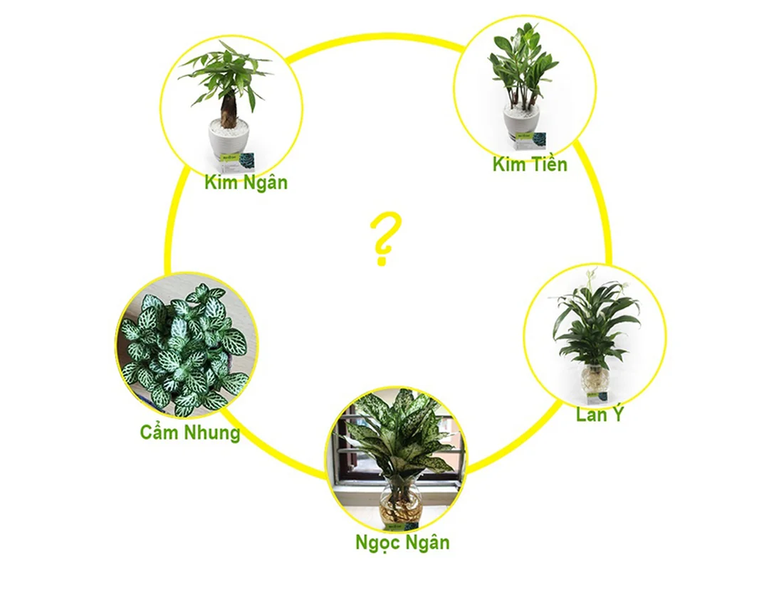 so sánh cây đất và cây thủy sinh mệnh thủy hợp cây gì