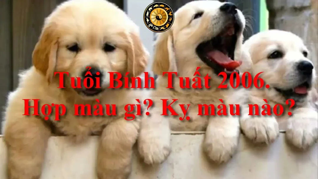 Tuổi Bính Tuất 2006 hợp màu gì kỵ màu nào
