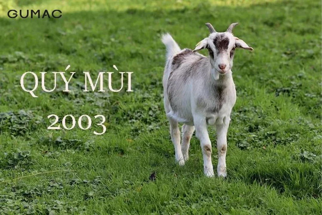 tuổi Quý Mùi 2003 mệnh Mộc và cung phi nam nữ