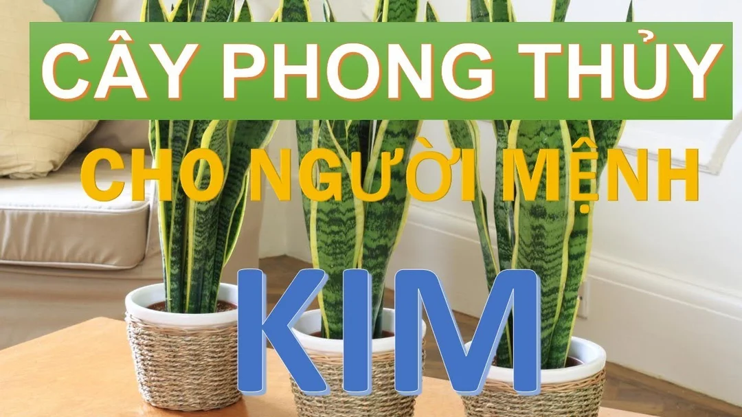 Video cây phong thủy hợp mệnh Kim