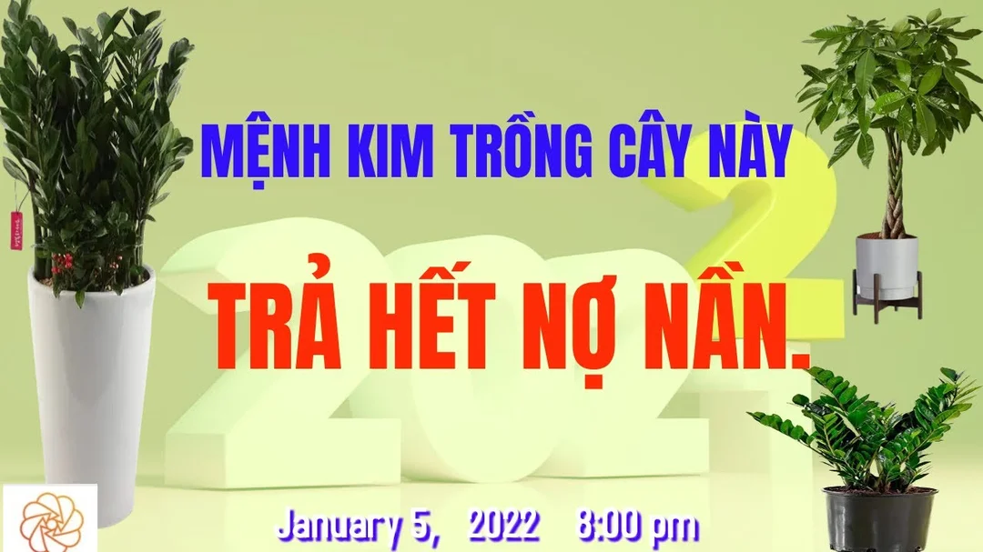 Video cây phong thủy hợp mệnh Kim