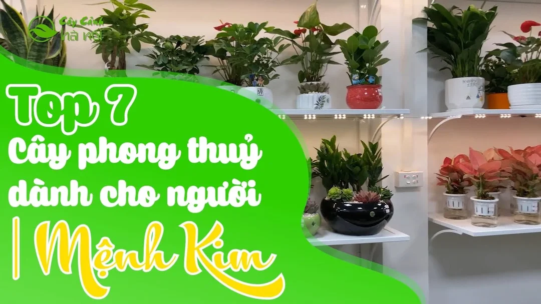 Video gợi ý cây phong thủy hợp mệnh Kim