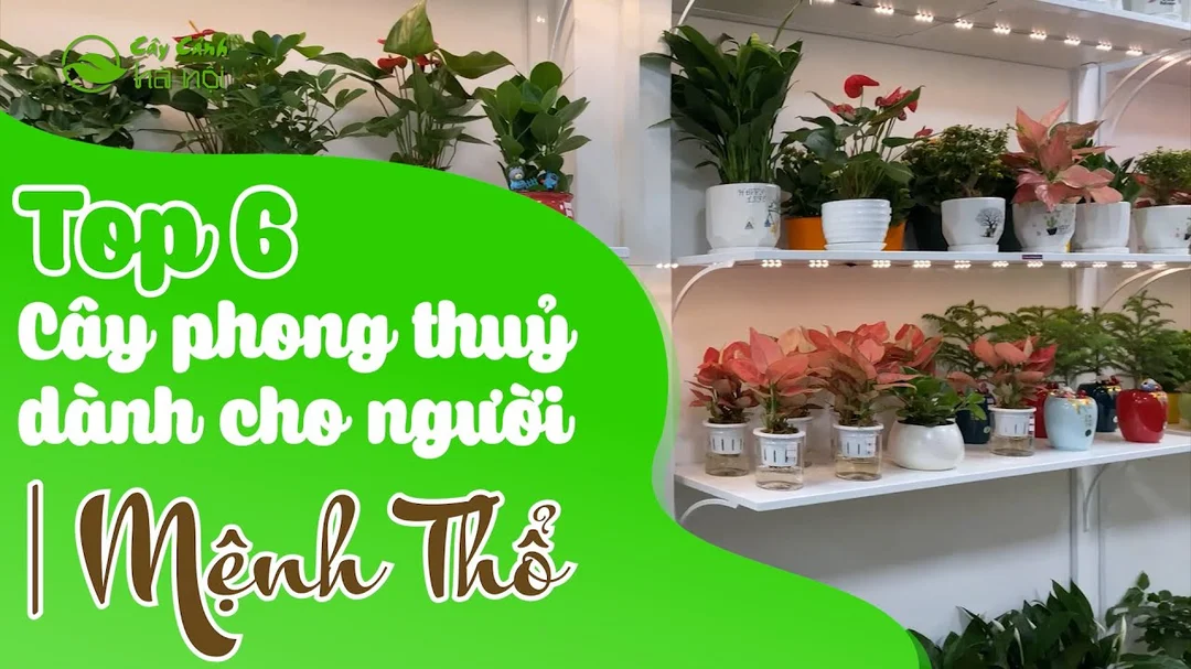 Video gợi ý cây phong thủy hợp mệnh Thổ