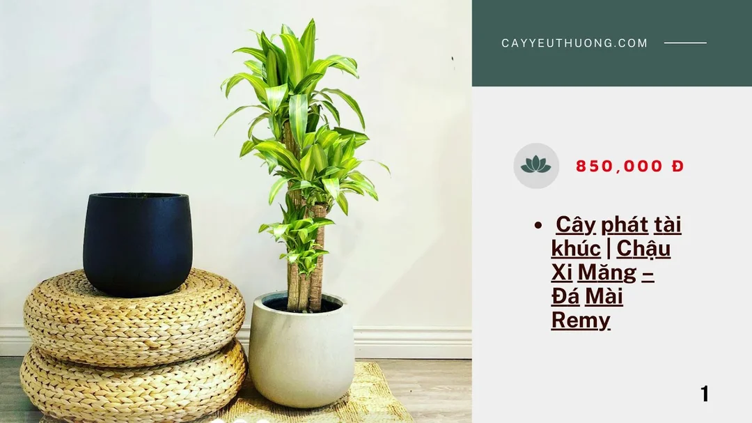 Video gợi ý cây trồng trong nhà tốt cho sức khỏe và phong thủy