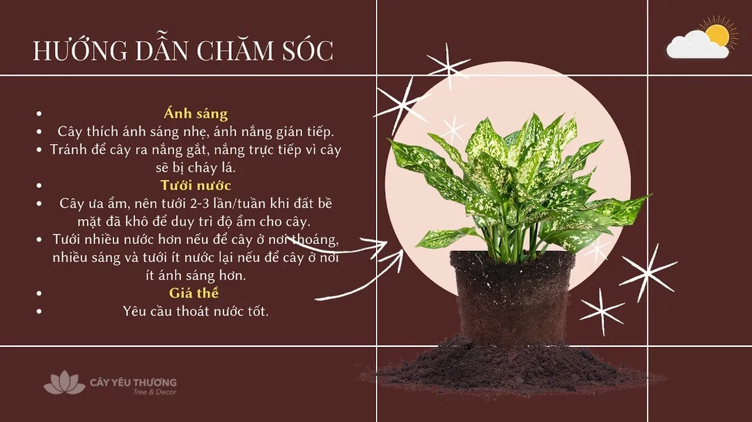 Video hướng dẫn chăm sóc cây ngọc ngân hợp mệnh Thủy