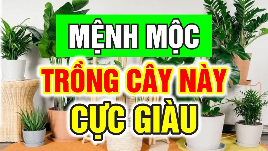 Video hướng dẫn chọn cây phong thủy cho người mệnh Mộc