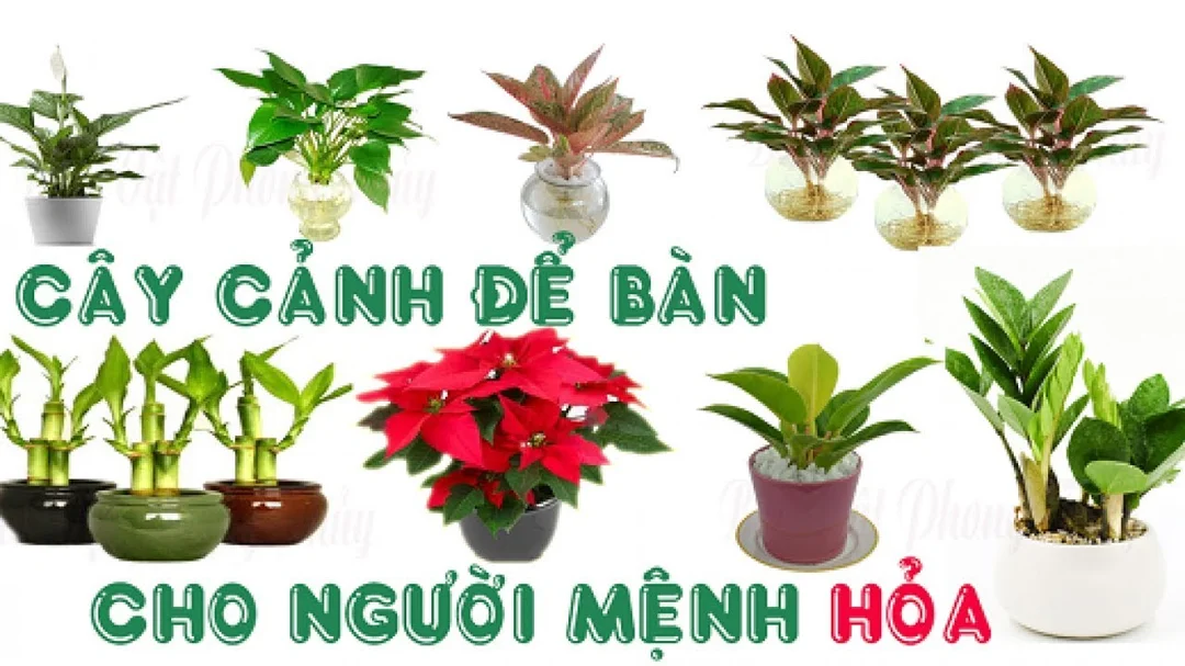 Video mệnh Hỏa hợp cây gì và cách chọn cây phong thủy