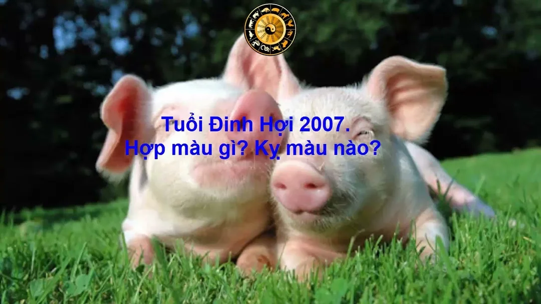 Video tuổi Đinh Hợi 2007 hợp màu gì kỵ màu nào